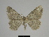  ( - SE MNC Lep 00259)  @14 [ ] Copyright (2010) Unspecified Museum fuer Naturkunde, Chemnitz