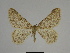  ( - SE MNC Lep 00268)  @13 [ ] Copyright (2010) Unspecified Museum fuer Naturkunde, Chemnitz