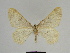  ( - SE MNC Lep 00268)  @13 [ ] Copyright (2010) Unspecified Museum fuer Naturkunde, Chemnitz