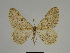  ( - SE MNC Lep 00269)  @14 [ ] Copyright (2010) Unspecified Museum fuer Naturkunde, Chemnitz