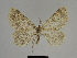  ( - SE MNC Lep 00270)  @13 [ ] Copyright (2010) Unspecified Museum fuer Naturkunde, Chemnitz