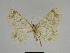  ( - SE MNC Lep 00270)  @13 [ ] Copyright (2010) Unspecified Museum fuer Naturkunde, Chemnitz