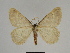  ( - SE MNC Lep 00273)  @13 [ ] Copyright (2010) Unspecified Museum fuer Naturkunde, Chemnitz