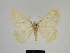  ( - SE MNC Lep 00274)  @13 [ ] Copyright (2010) Unspecified Museum fuer Naturkunde, Chemnitz
