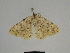  ( - SE MNC Lep 00277)  @12 [ ] Copyright (2010) Unspecified Museum fuer Naturkunde, Chemnitz