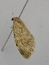  ( - SE MNC Lep 00279)  @11 [ ] Copyright (2010) Unspecified Museum fuer Naturkunde, Chemnitz