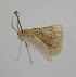  ( - SE MNC Lep 00282)  @13 [ ] Copyright (2010) Unspecified Museum fuer Naturkunde, Chemnitz