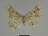  ( - SE MNC Lep 00297)  @11 [ ] Copyright (2010) Unspecified Museum fuer Naturkunde, Chemnitz