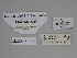  ( - SE MNC Lep 00297)  @11 [ ] Copyright (2010) Unspecified Museum fuer Naturkunde, Chemnitz