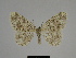  ( - SE MNC Lep 00316)  @14 [ ] Copyright (2010) Unspecified Museum fuer Naturkunde, Chemnitz
