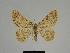  ( - SE MNC Lep 00319)  @14 [ ] Copyright (2010) Unspecified Museum fuer Naturkunde, Chemnitz