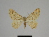  ( - SE MNC Lep 00320)  @13 [ ] Copyright (2010) Unspecified Museum fuer Naturkunde, Chemnitz