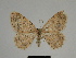  ( - SE MNC Lep 00323)  @14 [ ] Copyright (2010) Unspecified Museum fuer Naturkunde, Chemnitz