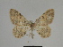  ( - SE MNC Lep 00324)  @13 [ ] Copyright (2010) Unspecified Museum fuer Naturkunde, Chemnitz
