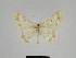  ( - SE MNC Lep 00333)  @11 [ ] Copyright (2010) Unspecified Museum fuer Naturkunde, Chemnitz