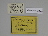  ( - SE MNC Lep 00333)  @11 [ ] Copyright (2010) Unspecified Museum fuer Naturkunde, Chemnitz