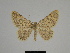  ( - SE MNC Lep 00334)  @11 [ ] Copyright (2010) Unspecified Museum fuer Naturkunde, Chemnitz