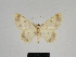  ( - SE MNC Lep 00334)  @11 [ ] Copyright (2010) Unspecified Museum fuer Naturkunde, Chemnitz