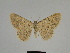  ( - SE MNC Lep 00335)  @11 [ ] Copyright (2010) Unspecified Museum fuer Naturkunde, Chemnitz