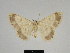  ( - SE MNC Lep 00335)  @11 [ ] Copyright (2010) Unspecified Museum fuer Naturkunde, Chemnitz