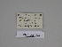  ( - SE MNC Lep 00335)  @11 [ ] Copyright (2010) Unspecified Museum fuer Naturkunde, Chemnitz