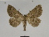  ( - SE MNC Lep 00336)  @14 [ ] Copyright (2010) Unspecified Museum fuer Naturkunde, Chemnitz