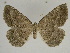  ( - SE MNC Lep 00337)  @14 [ ] Copyright (2010) Unspecified Museum fuer Naturkunde, Chemnitz