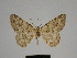  ( - SE MNC Lep 00355)  @11 [ ] Copyright (2010) Unspecified Museum fuer Naturkunde, Chemnitz