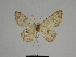  ( - SE MNC Lep 00356)  @11 [ ] Copyright (2010) Unspecified Museum fuer Naturkunde, Chemnitz