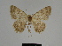  ( - SE MNC Lep 00357)  @11 [ ] Copyright (2010) Unspecified Museum fuer Naturkunde, Chemnitz
