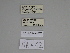  ( - SE MNC Lep 00357)  @11 [ ] Copyright (2010) Unspecified Museum fuer Naturkunde, Chemnitz