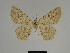  ( - SE MNC Lep 00358)  @11 [ ] Copyright (2010) Unspecified Museum fuer Naturkunde, Chemnitz