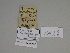  ( - SE MNC Lep 00358)  @11 [ ] Copyright (2010) Unspecified Museum fuer Naturkunde, Chemnitz