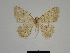  ( - SE MNC Lep 00359)  @11 [ ] Copyright (2010) Unspecified Museum fuer Naturkunde, Chemnitz