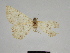  ( - SE MNC Lep 00360)  @11 [ ] Copyright (2010) Unspecified Museum fuer Naturkunde, Chemnitz