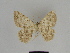 ( - SE MNC Lep 00361)  @11 [ ] Copyright (2010) Unspecified Museum fuer Naturkunde, Chemnitz