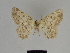  ( - SE MNC Lep 00362)  @11 [ ] Copyright (2010) Unspecified Museum fuer Naturkunde, Chemnitz