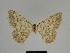  ( - SE MNC Lep 00363)  @11 [ ] Copyright (2010) Unspecified Museum fuer Naturkunde, Chemnitz