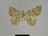  ( - SE MNC Lep 00364)  @13 [ ] Copyright (2010) Unspecified Museum fuer Naturkunde, Chemnitz