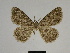  ( - SE MNC Lep 00365)  @11 [ ] Copyright (2010) Unspecified Museum fuer Naturkunde, Chemnitz