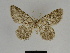  ( - SE MNC Lep 00367)  @11 [ ] Copyright (2010) Unspecified Museum fuer Naturkunde, Chemnitz