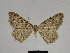  ( - SE MNC Lep 00369)  @11 [ ] Copyright (2010) Unspecified Museum fuer Naturkunde, Chemnitz