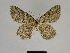  ( - SE MNC Lep 00370)  @11 [ ] Copyright (2010) Unspecified Museum fuer Naturkunde, Chemnitz