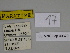  ( - SE MNC Lep 00370)  @11 [ ] Copyright (2010) Unspecified Museum fuer Naturkunde, Chemnitz