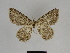  ( - SE MNC Lep 00372)  @11 [ ] Copyright (2010) Unspecified Museum fuer Naturkunde, Chemnitz