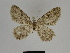 ( - SE MNC Lep 00373)  @13 [ ] Copyright (2010) Unspecified Museum fuer Naturkunde, Chemnitz