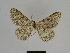  ( - SE MNC Lep 00374)  @11 [ ] Copyright (2010) Unspecified Museum fuer Naturkunde, Chemnitz