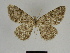  ( - SE MNC Lep 00375)  @11 [ ] Copyright (2010) Unspecified Museum fuer Naturkunde, Chemnitz