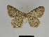  ( - SE MNC Lep 00380)  @13 [ ] Copyright (2010) Unspecified Museum fuer Naturkunde, Chemnitz