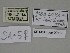  ( - SE MNC Lep 00403)  @11 [ ] Copyright (2010) Unspecified Museum fuer Naturkunde, Chemnitz